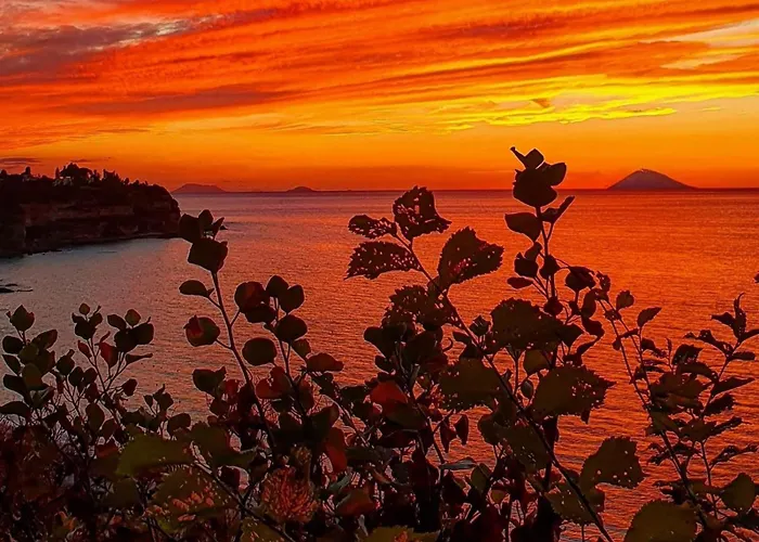 Bloom Tropea